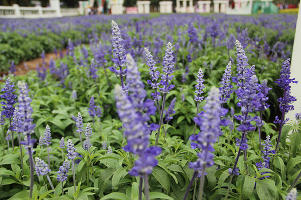 百萬(wàn)葵園薰衣草花地